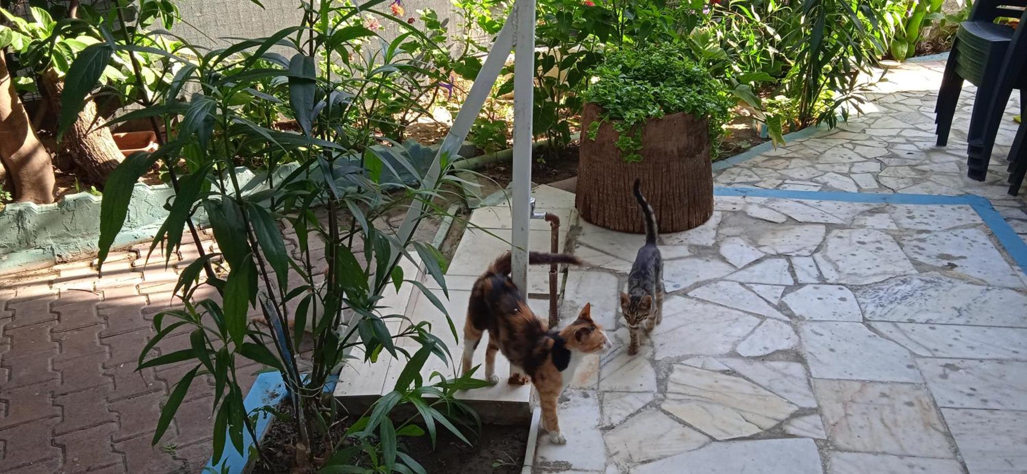 Samos Apart Pension Guzelcamlı Kültér fotó