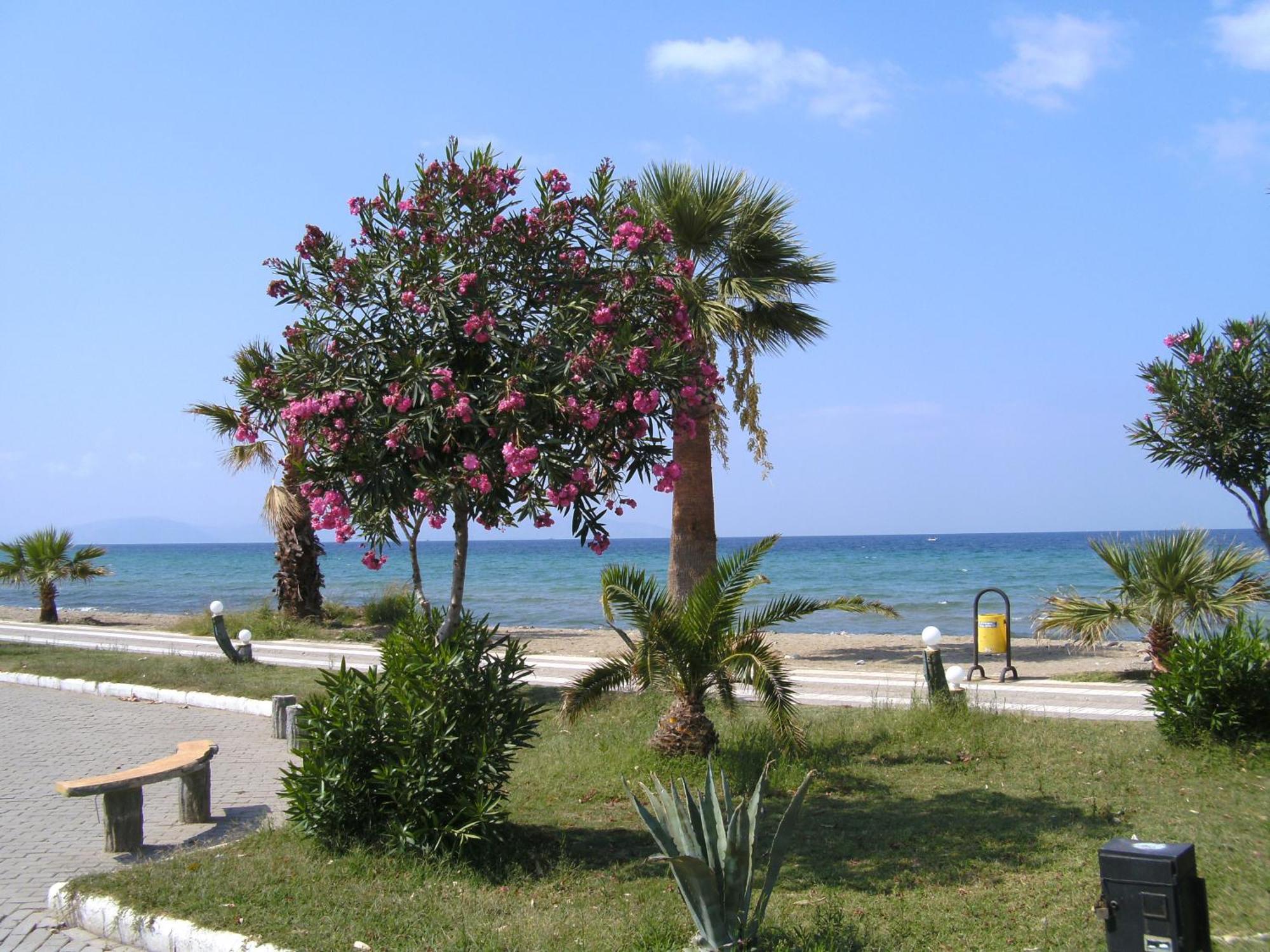 Samos Apart Pension Guzelcamlı Kültér fotó