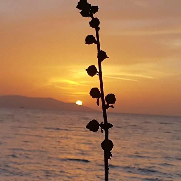 Samos Apart Pension Guzelcamlı Kültér fotó